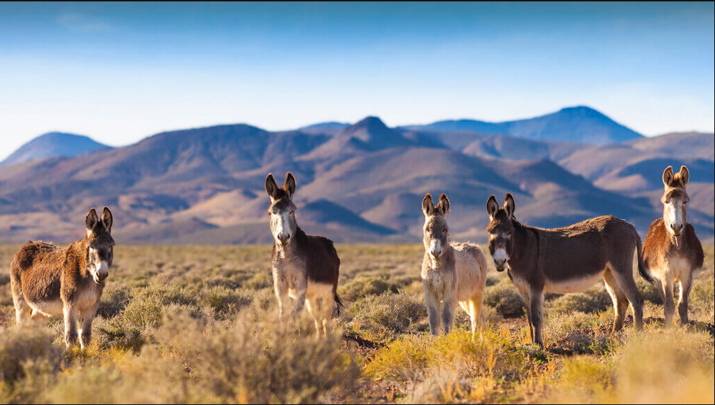 wild burros in their native habitat, our conservation mission